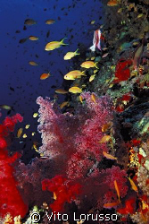 Corals - Dendronephthya sp. by Vito Lorusso 